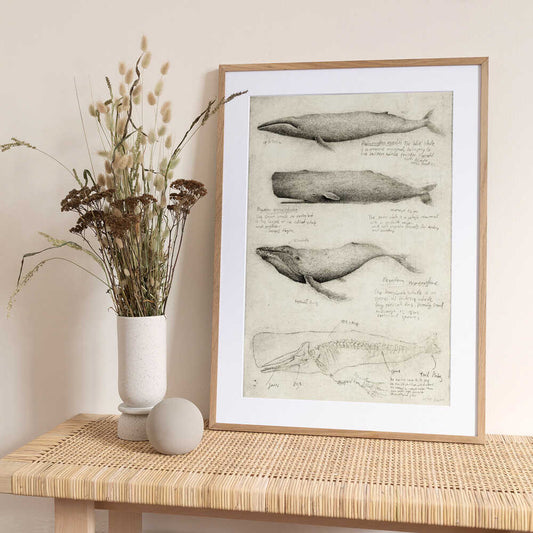 Sketches Of Various Whale - Art Print by Mike Koubou