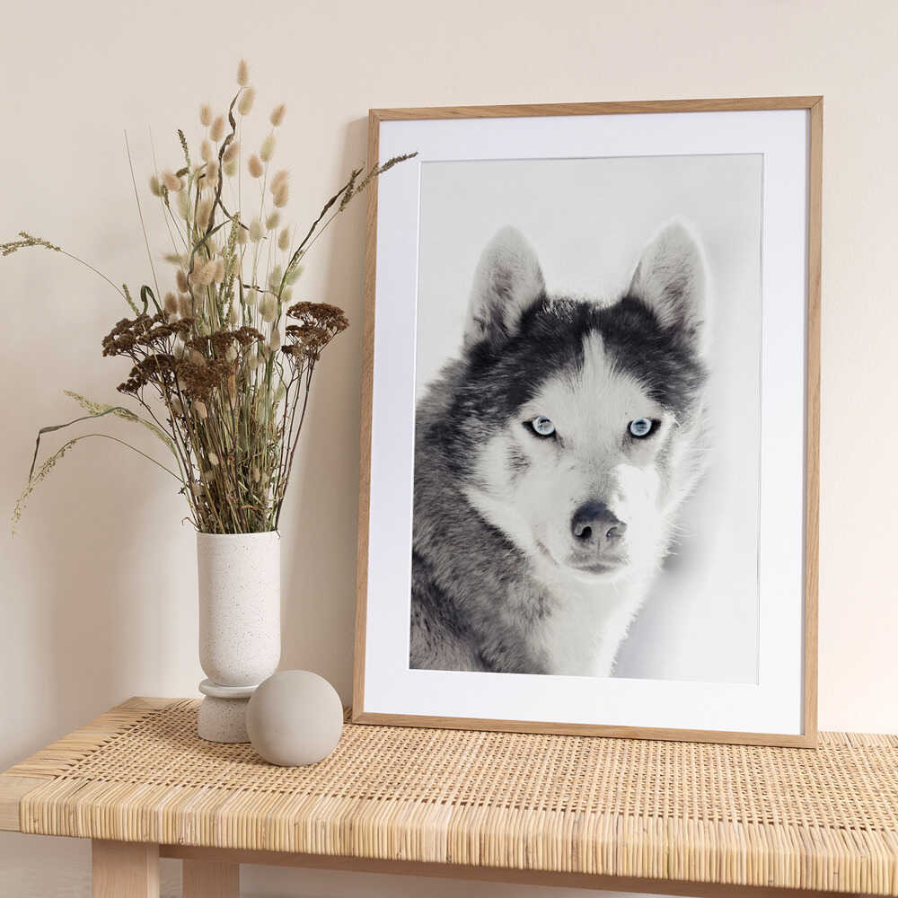 Husky Portrait - Art Print by Monika Strigel