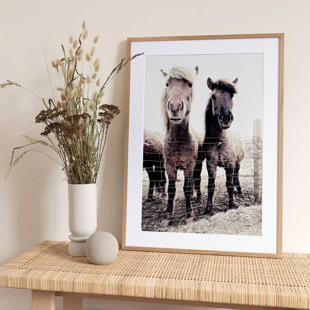 Iceland Horse Asti and Bessa - Art Print by Monika Strigel