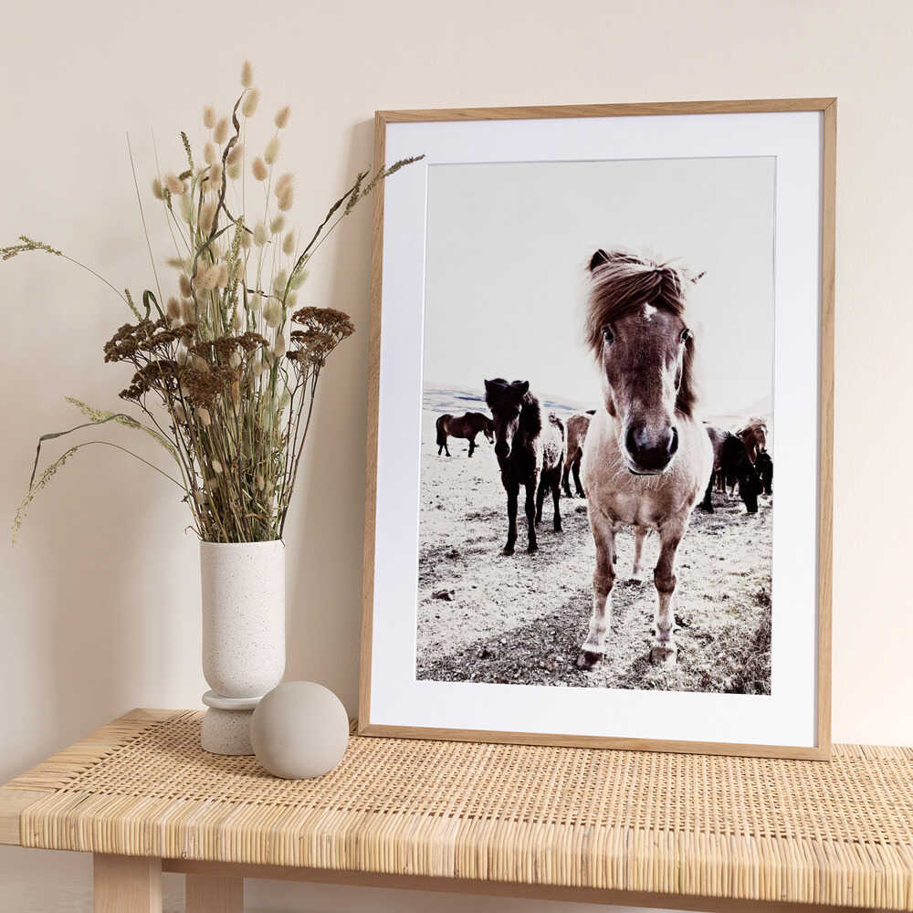 Iceland Horse Rikka - Art Print by Monika Strigel