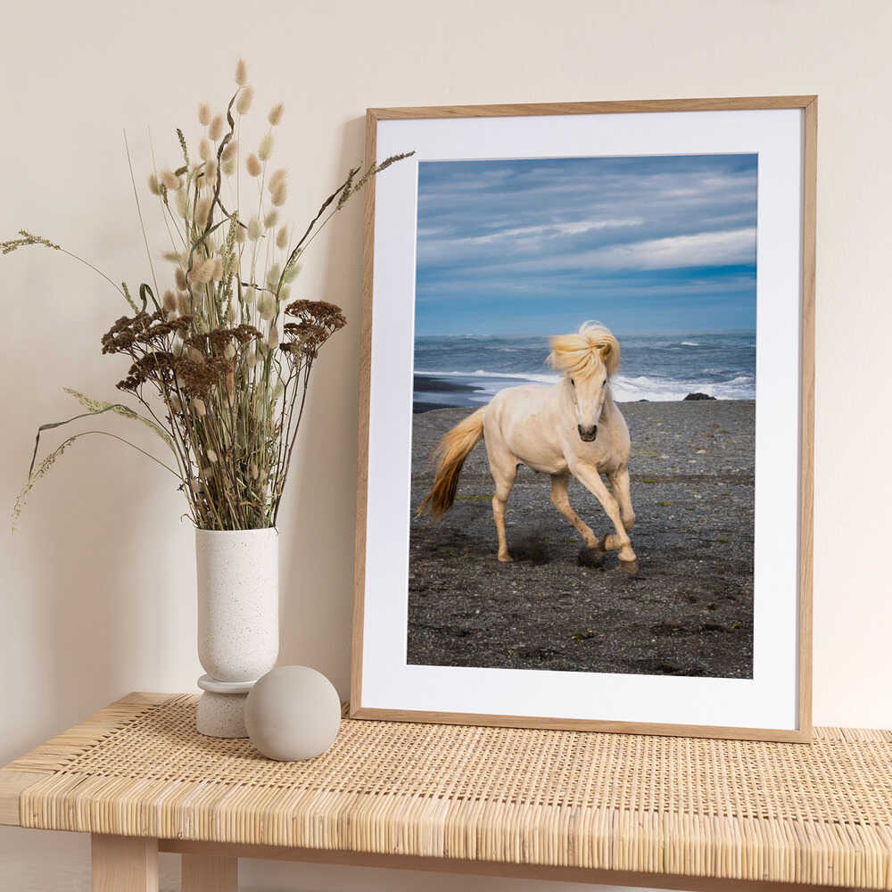 Icelandic Horse - Art Print by Benton Murphy