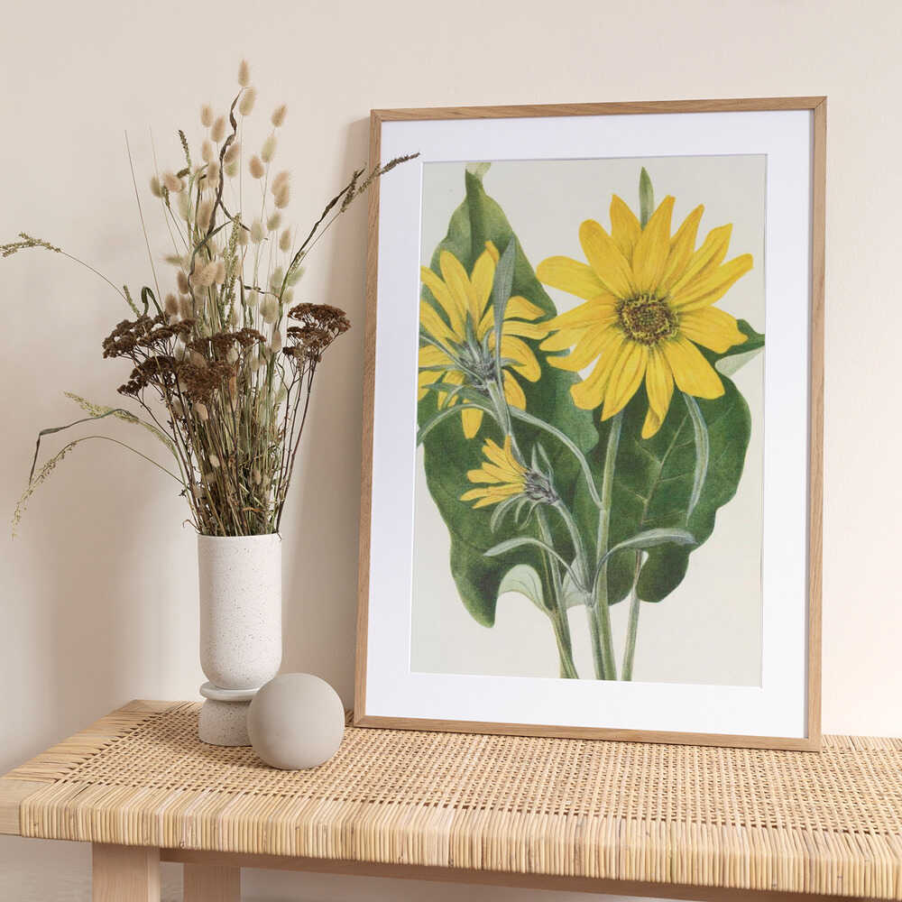 Balsamroot From North American Wildflowers (1925) By Mary Vaux Walcott - Art Print by Mary Vaux Walcott