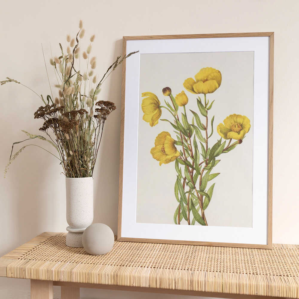 Bushpoppy From North American Wildflowers (1925) By Mary Vaux Walcott - Art Print by Mary Vaux Walcott