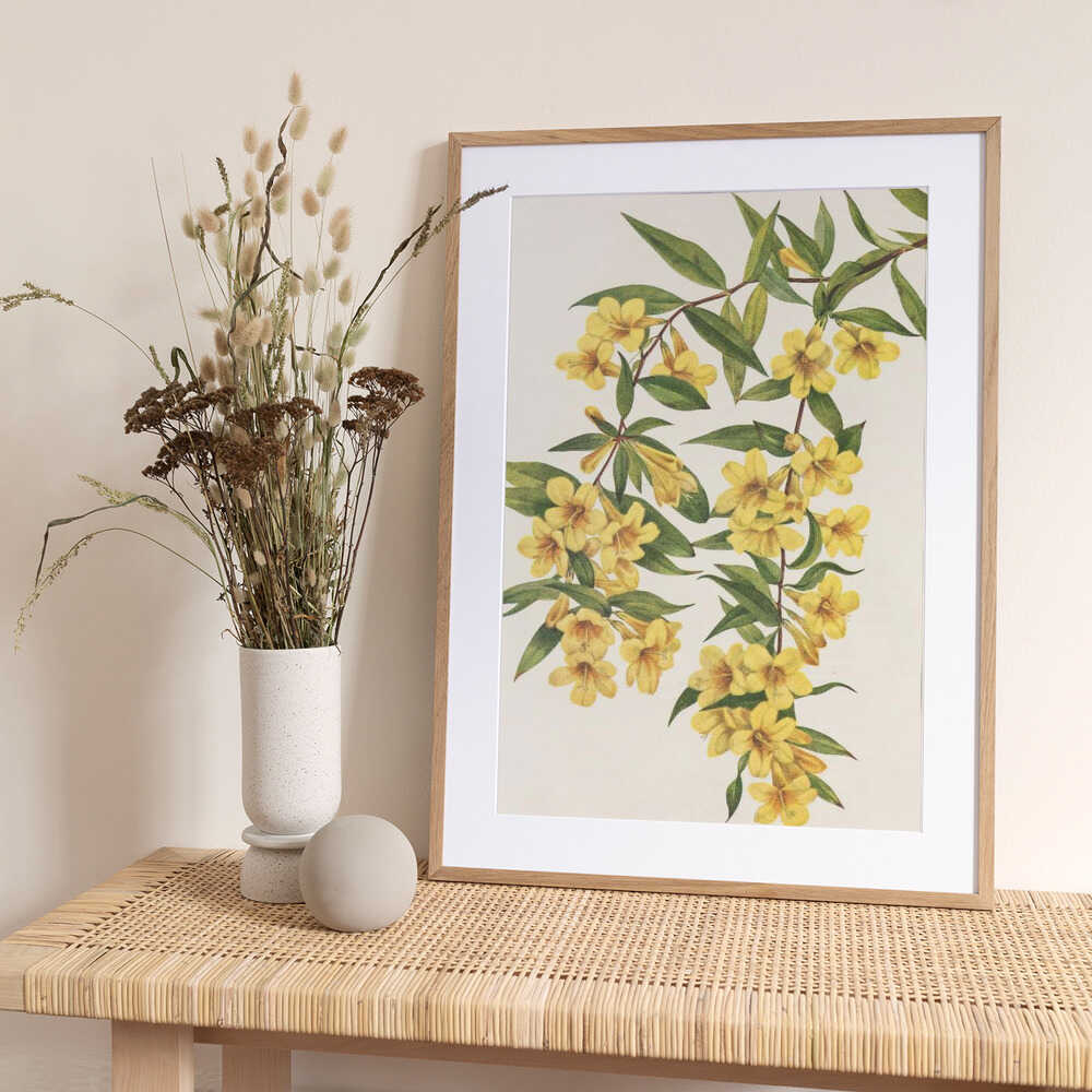 Carolina Jessamine From North American Wildflowers (1925) By Mary Vaux Walcott - Art Print by Mary Vaux Walcott