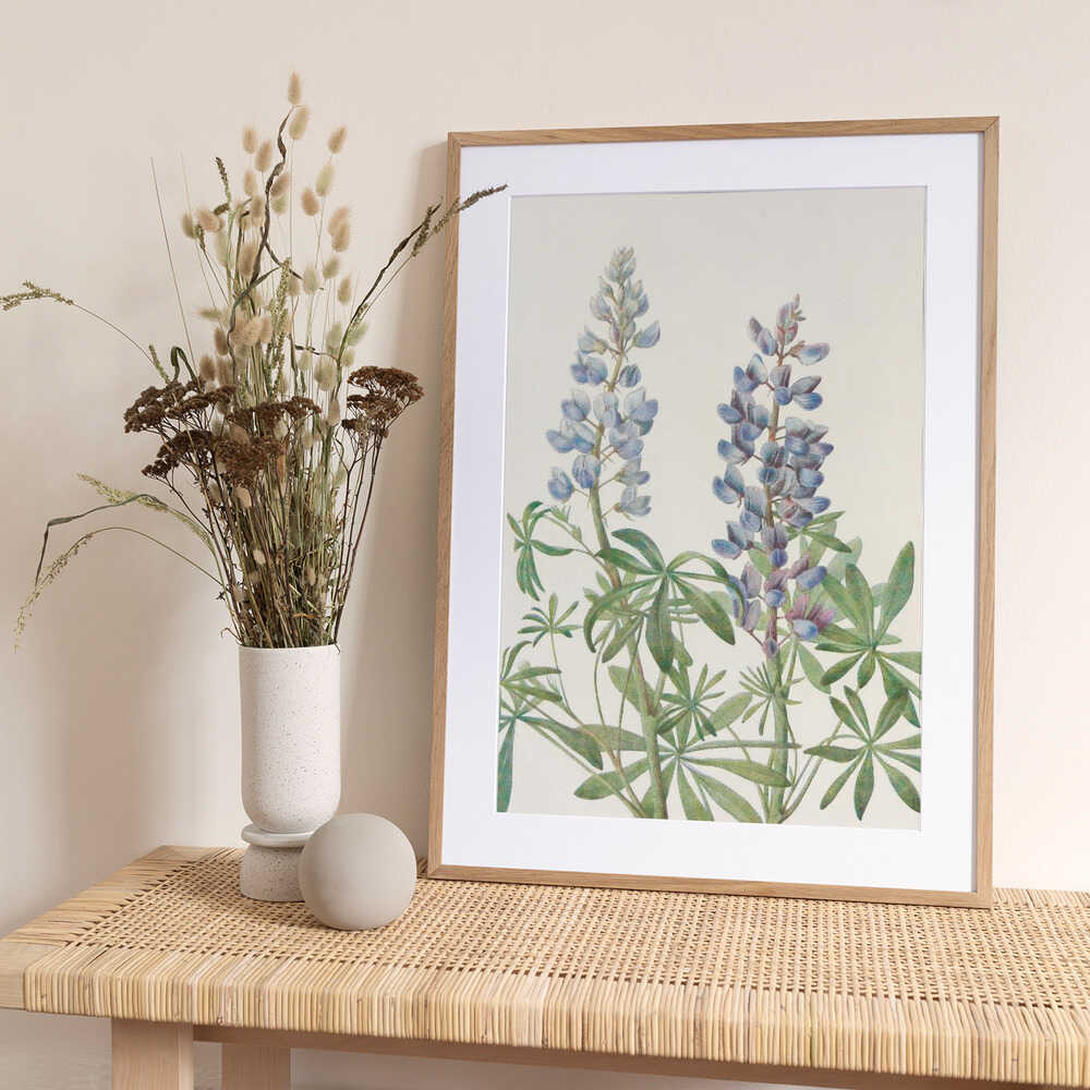 Sundial Lupine From North American Wildflowers (1925) By Mary Vaux Walcott - Art Print by Mary Vaux Walcott