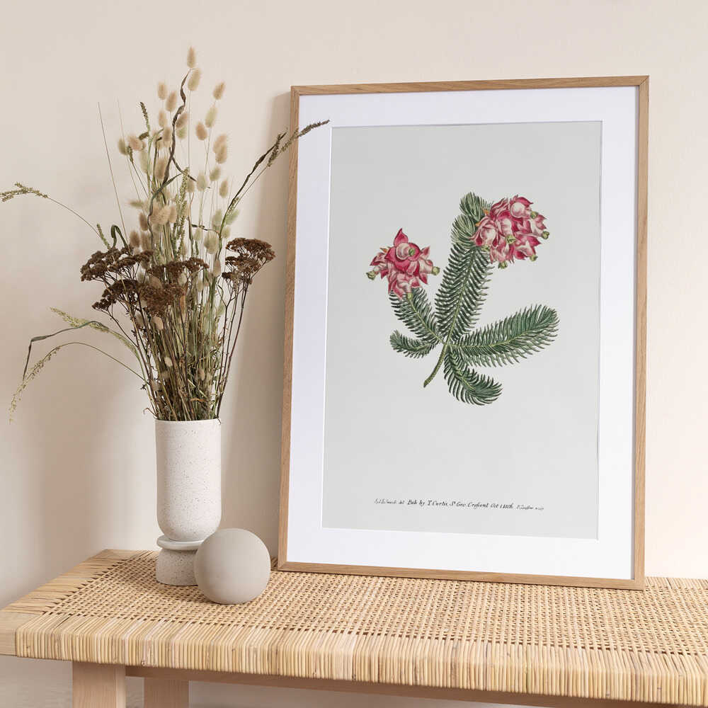 Erica Glauca   Flower Garden Displayed By Francis Sansom - Art Print by Francis Sansom