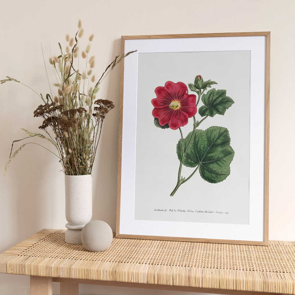 Alcea Rosea 1815   Flower Garden Displayed By Francis Sansom - Art Print by Francis Sansom