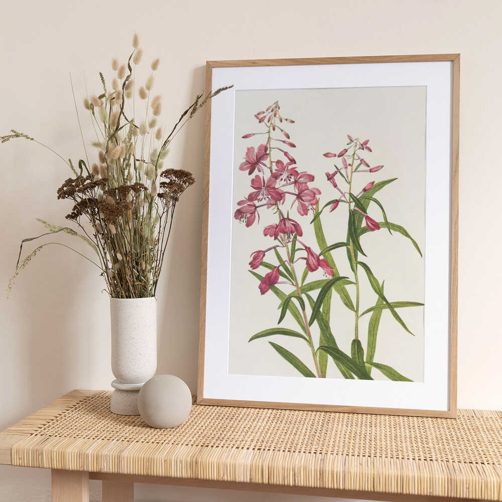 Fireweed From North American Wildflowers (1925) By Mary Vaux Walcott. - Art Print by Mary Vaux Walcott