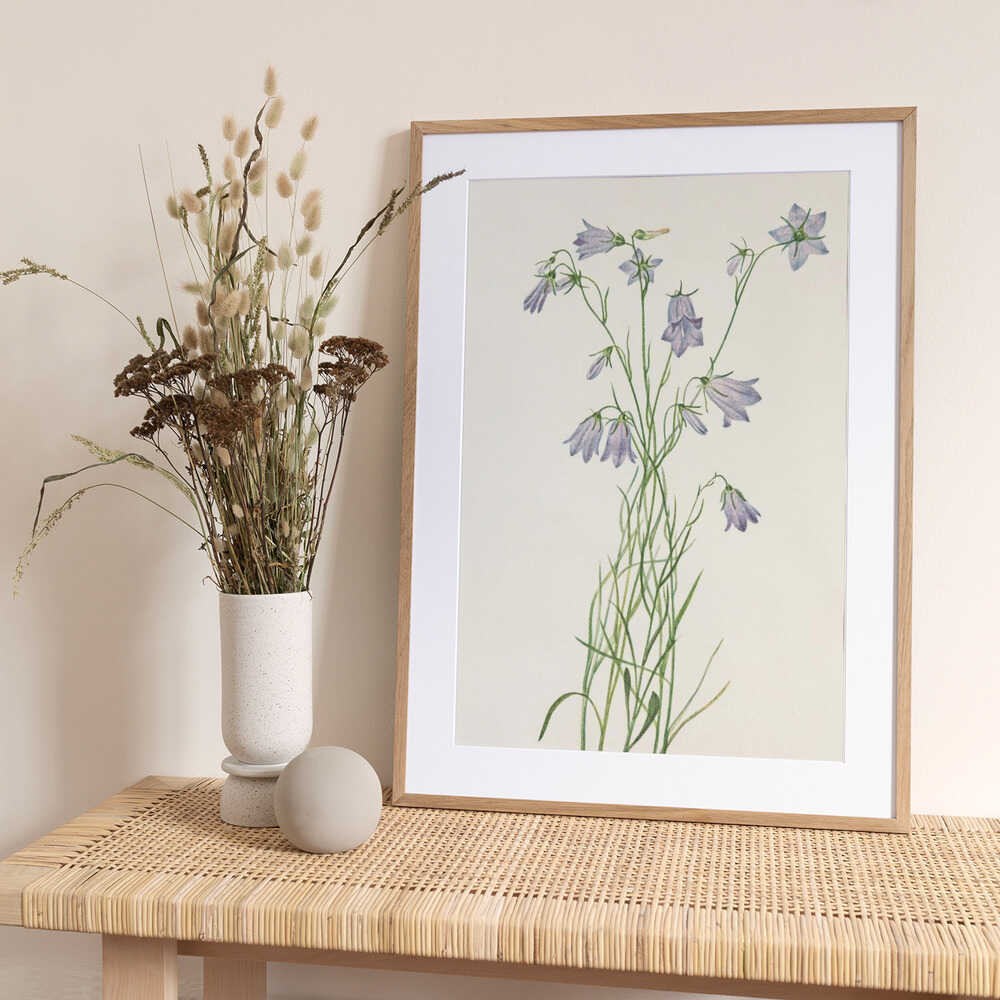 Harebell From North American Wildflowers (1925) By Mary Vaux Walcott - Art Print by Mary Vaux Walcott