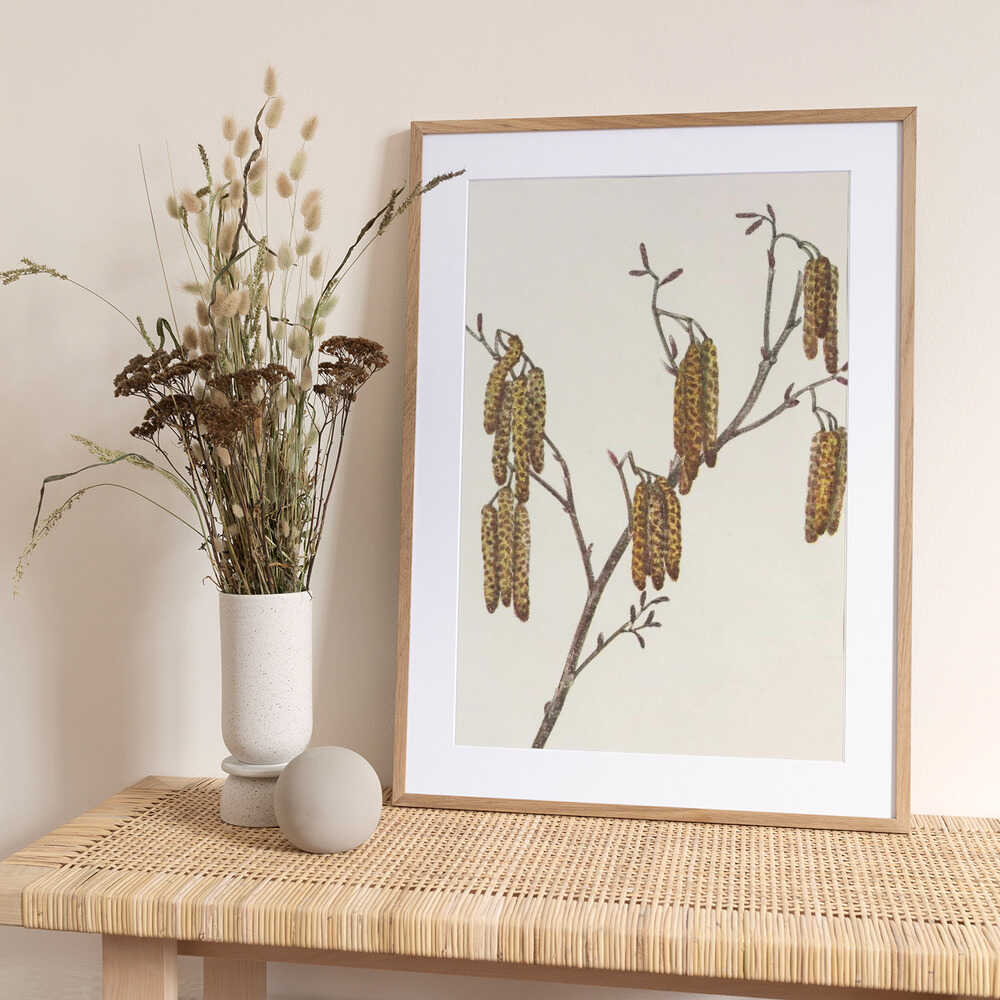 Hazel Alder (alnus Regosa) From North American Wildflowers (1925) By Mary Vaux Walcott. - Art Print by Mary Vaux Walcott