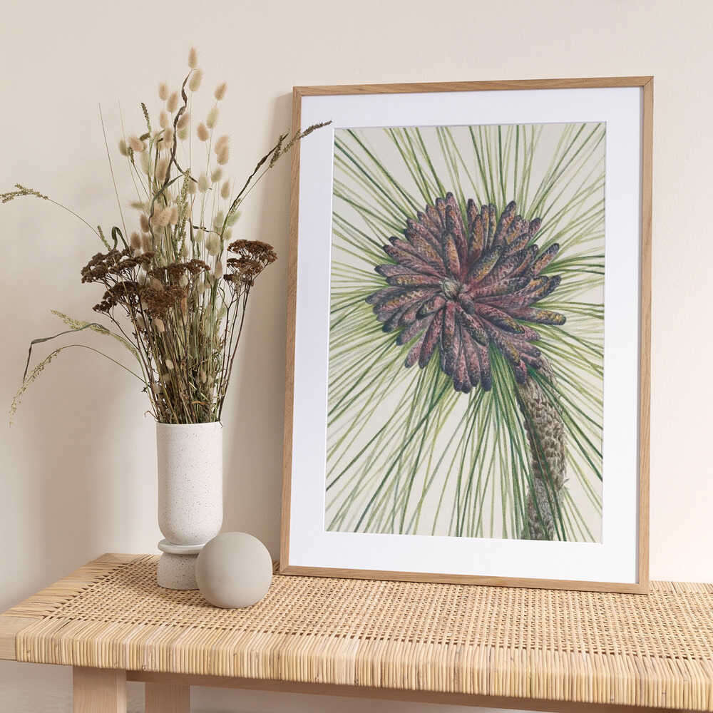 Longleaf Pine From North American Wildflowers (1925) By Mary Vaux Walcott. - Art Print by Mary Vaux Walcott