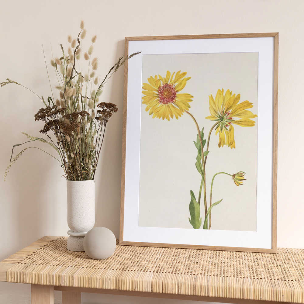 Perennial Gaillardia From North American Wildflowers (1925) By Mary Vaux Walcott. - Art Print by Mary Vaux Walcott