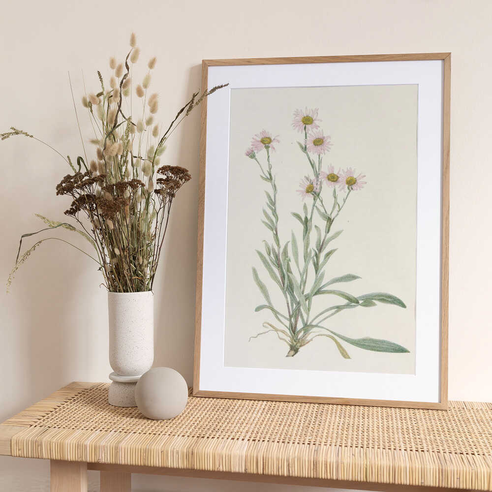 Pink Fleabane From North American Wildflowers (1925) By Mary Vaux Walcott - Art Print by Mary Vaux Walcott