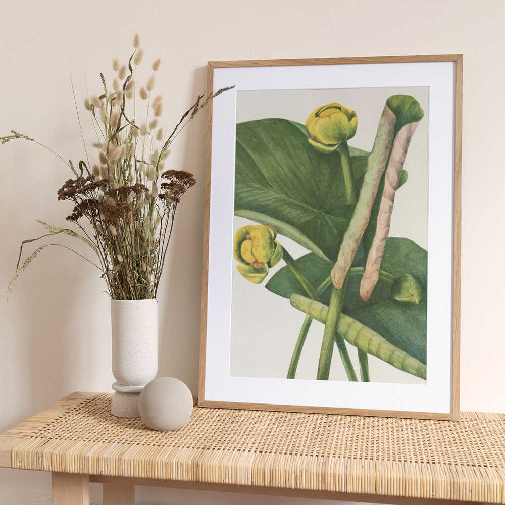 Spatterdock From North American Wildflowers (1925) By Mary Vaux Walcott. - Art Print by Mary Vaux Walcott