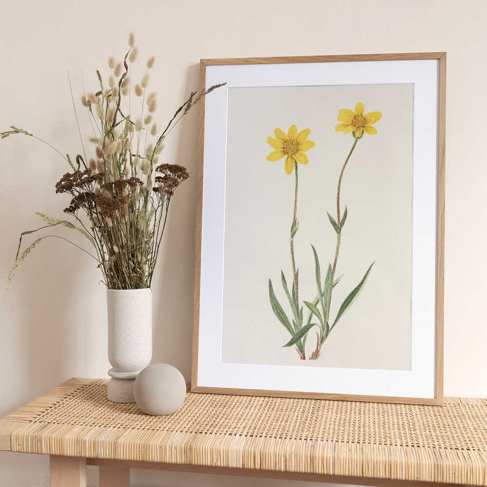 Woolly Arnica From North American Wildflowers (1925) By Mary Vaux Walcott - Art Print by Mary Vaux Walcott
