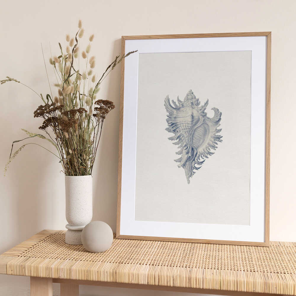 Intricate Seashell Study - Art Print by Wild Violets