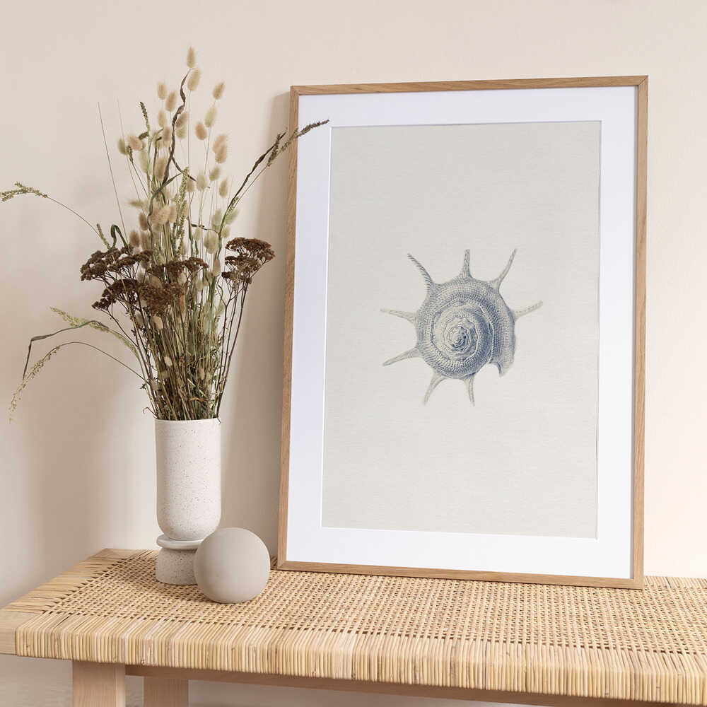 Vintage Spined Shell - Art Print by Wild Violets