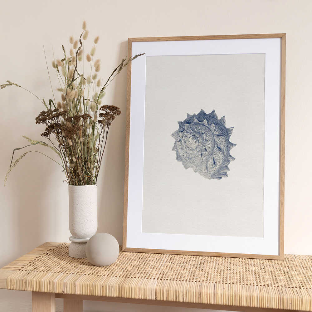 Spiked Shell Study - Art Print by Wild Violets