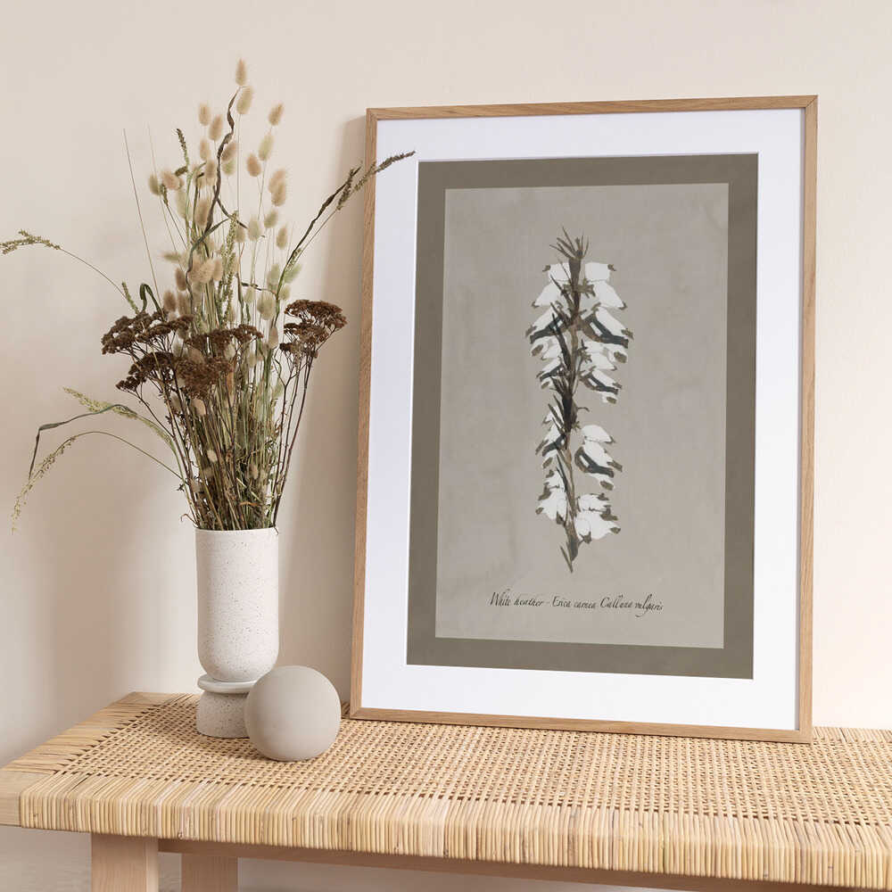 Delicate White Heather - Art Print by cartissi