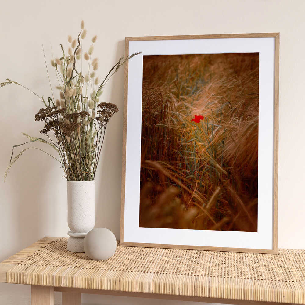 A lone poppy in an autumnal cornfield - Art Print by Harald Bader Photography