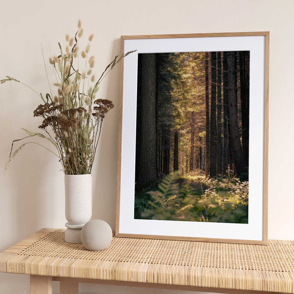 Sunbeams in the forest - Art Print by Harald Bader Photography