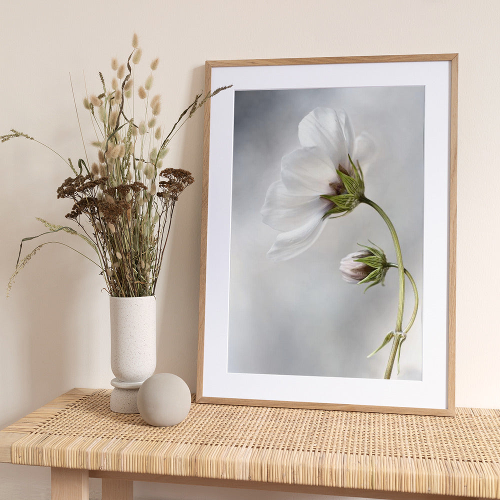 Heavenly Cosmos - Art Print by Mandy Disher