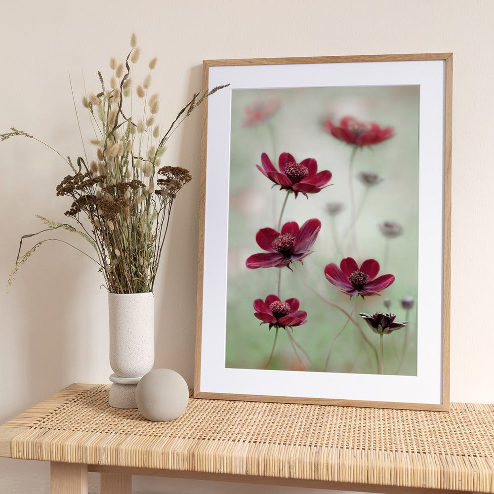 Cosmos sway - Art Print by Mandy Disher