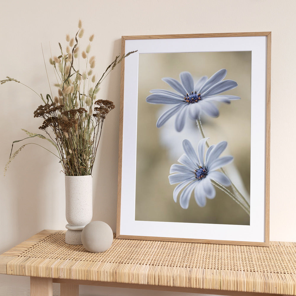 Cape daisies - Art Print by Mandy Disher