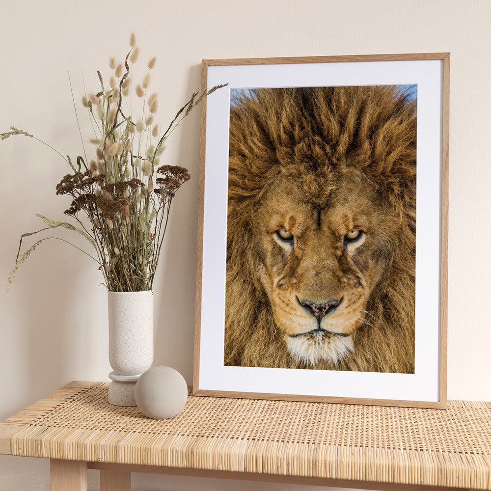 Serious Lion - Art Print by Mike Centioli