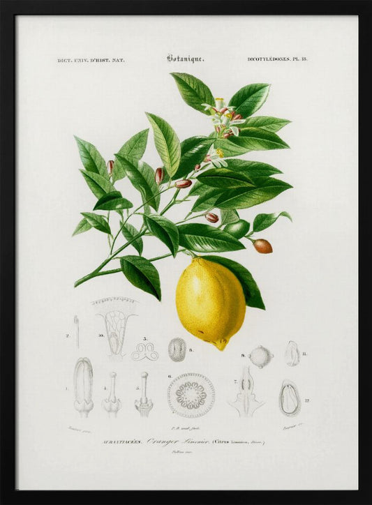 Lemon (citrus Limonium) - Art Print by Charles Dessalines D Orbigny