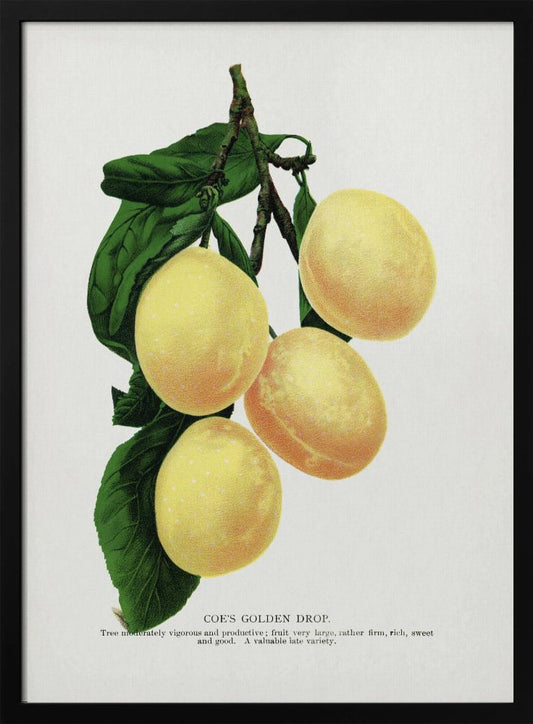 Coe's Golden Drop Plum Lithograph - Art Print by Botanical Specimen Rochester Lithographing