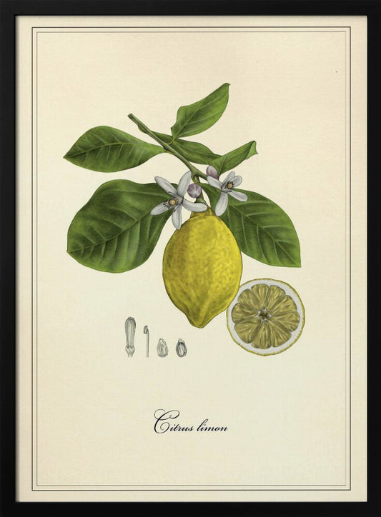 Lemon - Art Print by Giulia Borsi