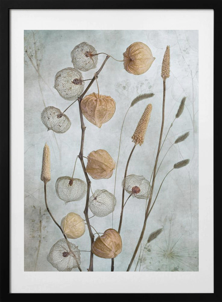 Lanterns* - Art Print by Mandy Disher