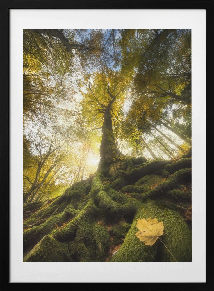 The goodbye of a leaf - Art Print by Alberto Ghizzi Panizza