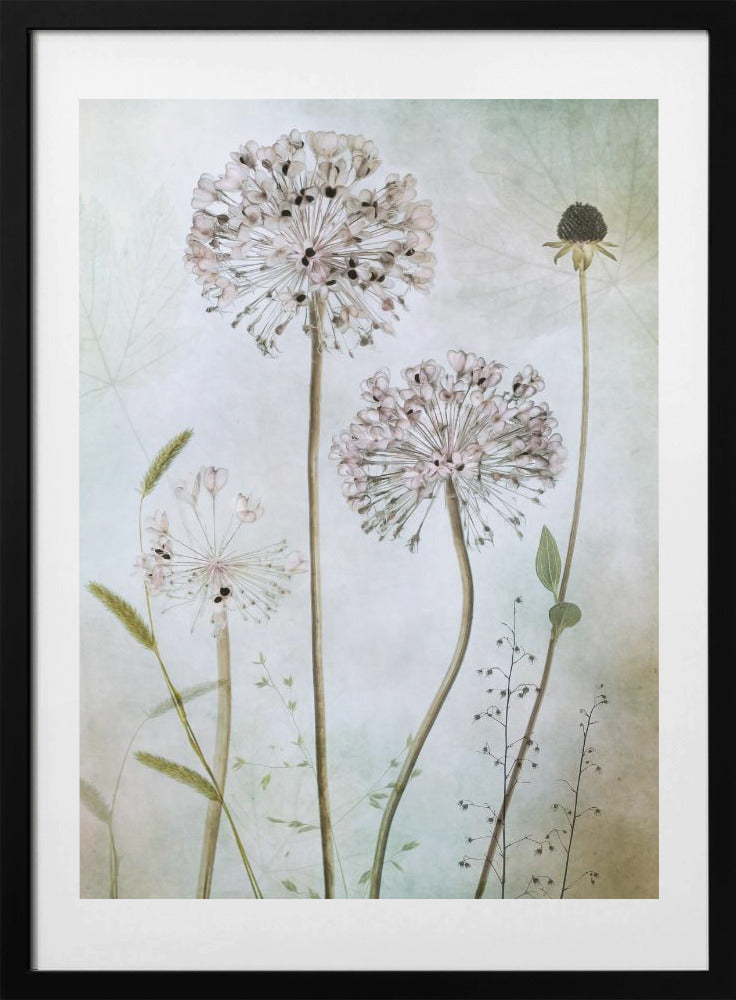 Allium - Art Print by Mandy Disher