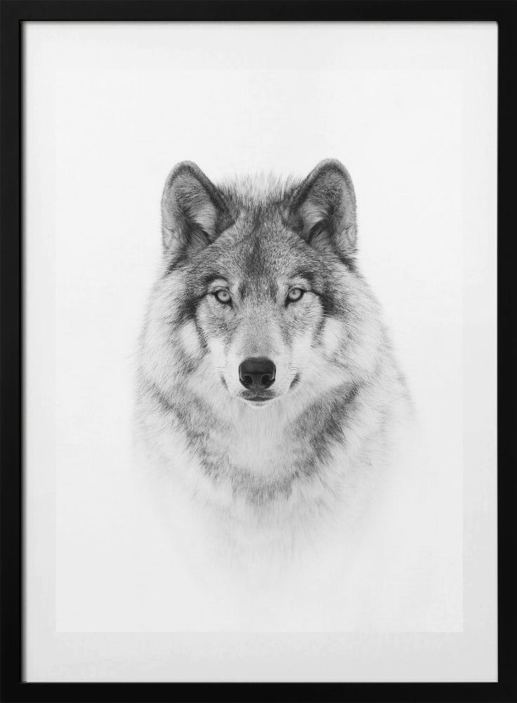 Portrait of a Timber Wolf - Art Print by Jim Cumming