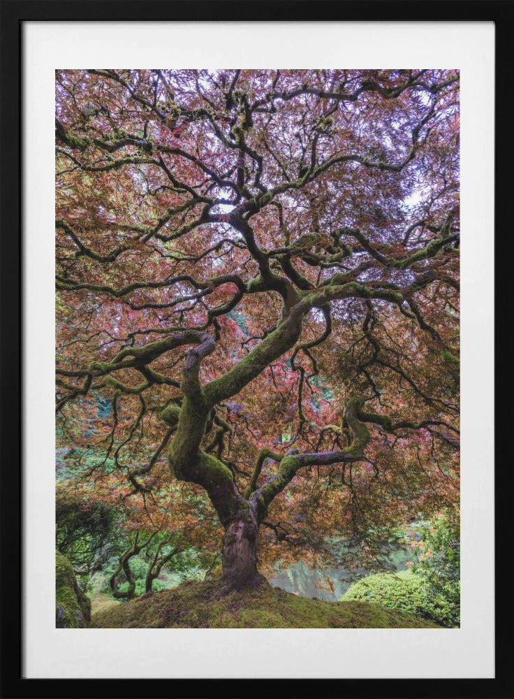 Japanese Maple Tree - Art Print by Mike Centioli