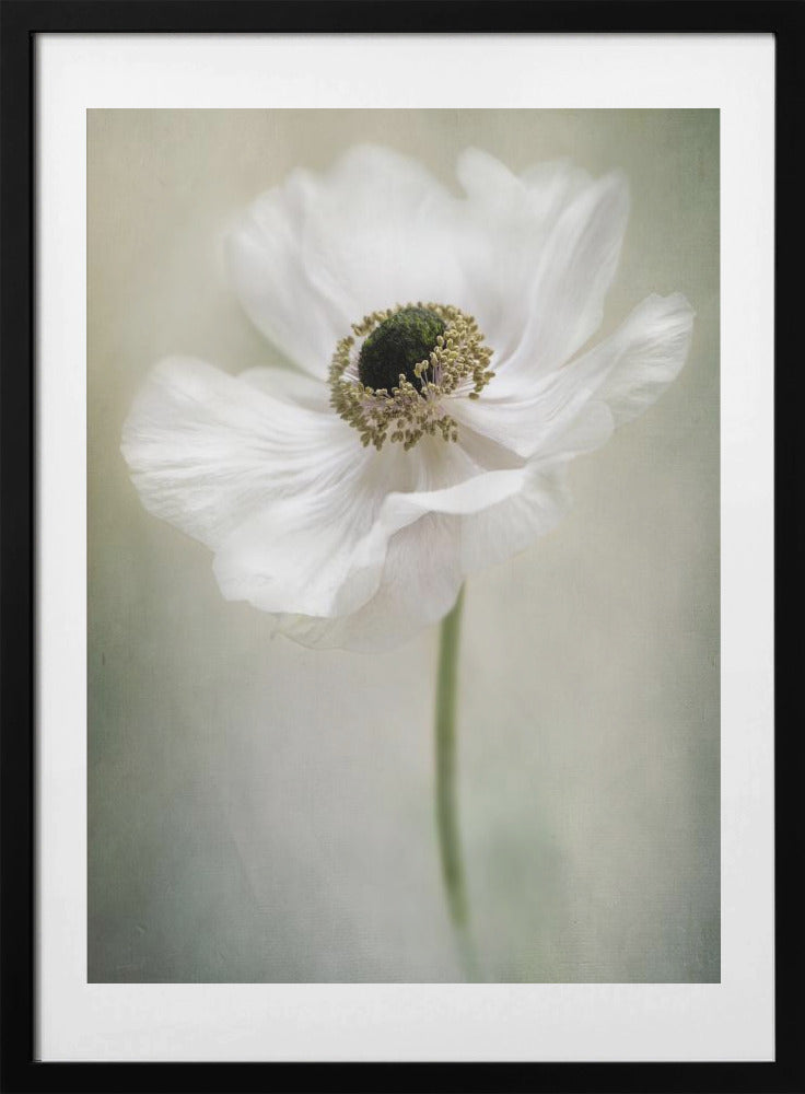 Single White - Art Print by Jacky Parker