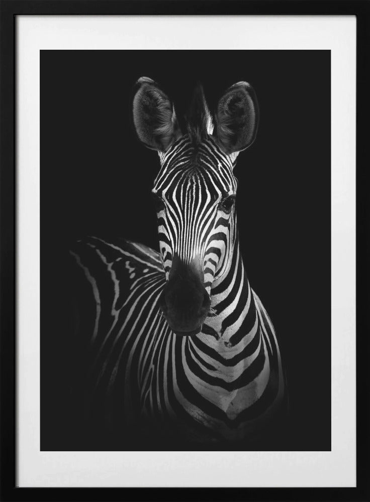 The Zebra - Art Print by WildPhotoArt