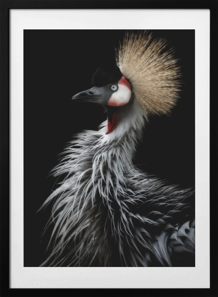 Crowned crane's portrait - Art Print by Eiji Itoyama