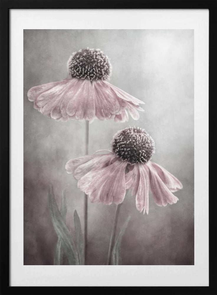 Duet - Art Print by Mandy Disher