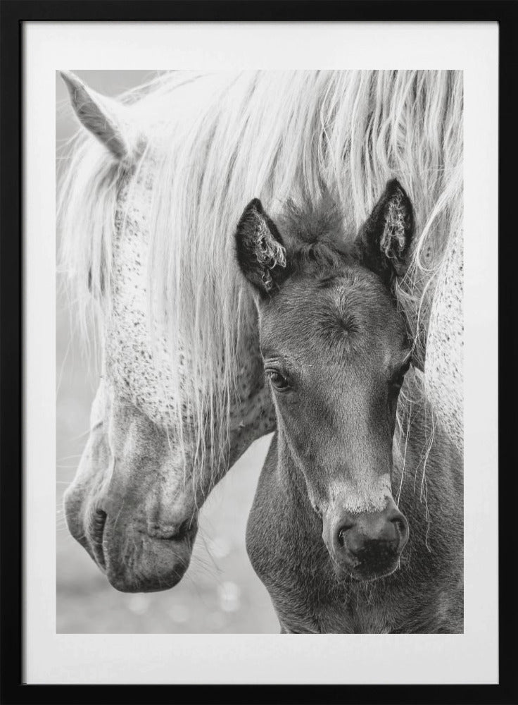 The Foal - Art Print by Jacky Parker