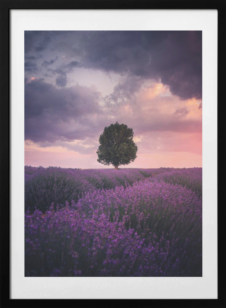 Lavender Fields, Isparta - Art Print by Cuma Cevik