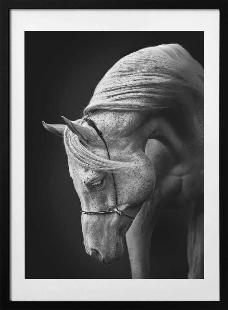white stallion - Art Print by Ulrike Leinemann