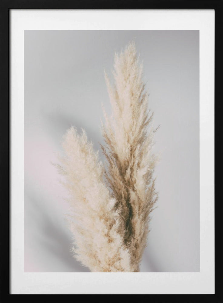 Pampas Grass Grey - Art Print by Pictufy Studio III