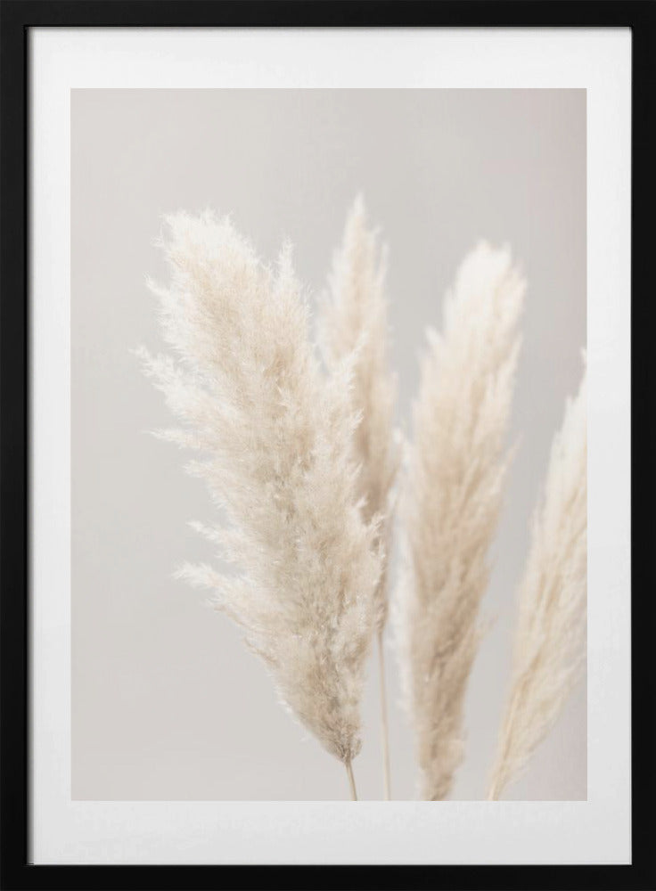 Pampas Grass Grey 02 - Art Print by Pictufy Studio III