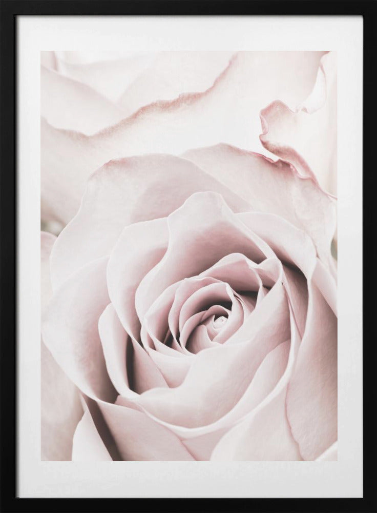 Pink Rose No 05 - Art Print by Pictufy Studio III