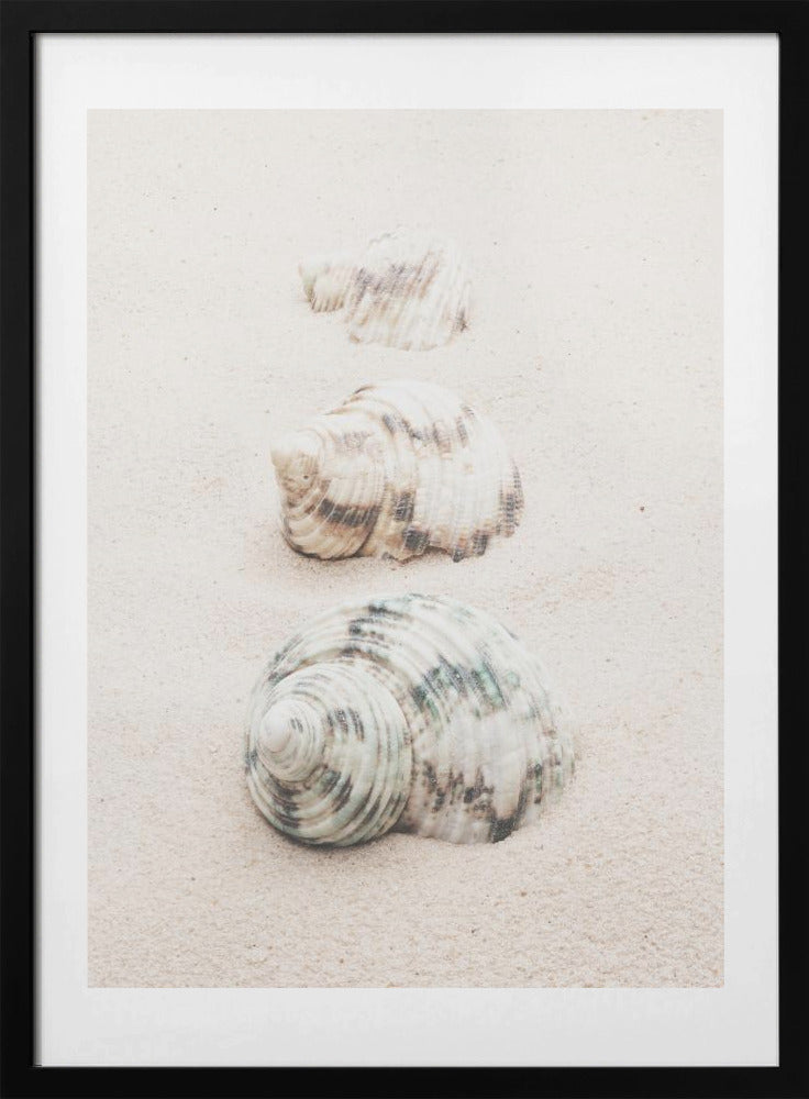 Shells - Art Print by Pictufy Studio III