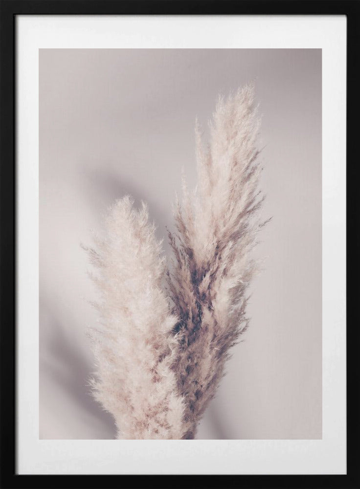 Pampas Grass - Art Print by Pictufy Studio III