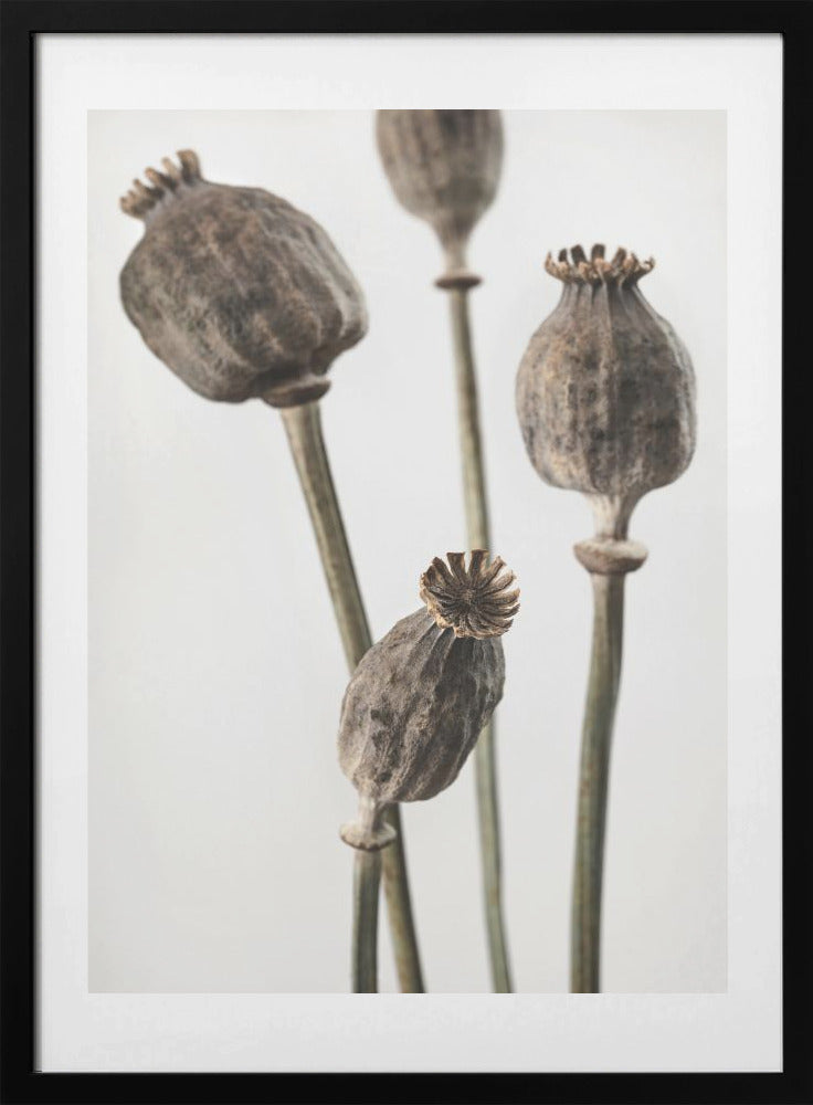 Dried_006 - Art Print by Pictufy Studio III